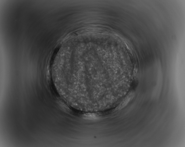 X0000086730381200705111620