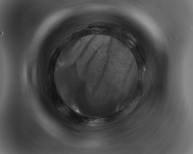 X0000086730382200705111620