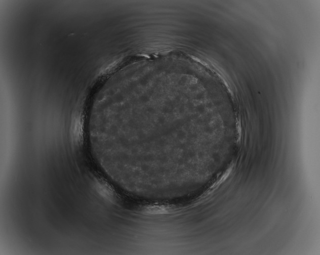 X0000086730404200705111619