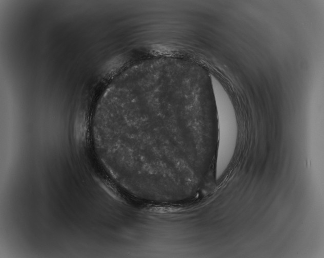 X0000086730408200705111619