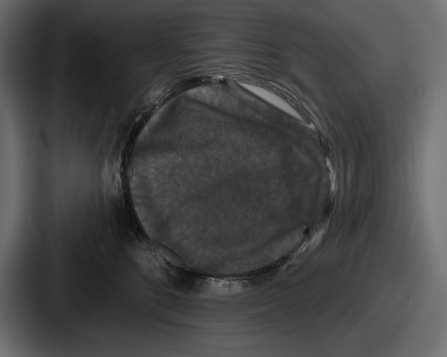 X0000086730520200705111617