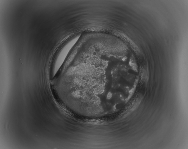 X0000086730542200705111617