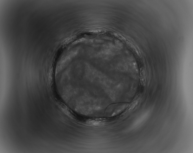 X0000086730563200705111617