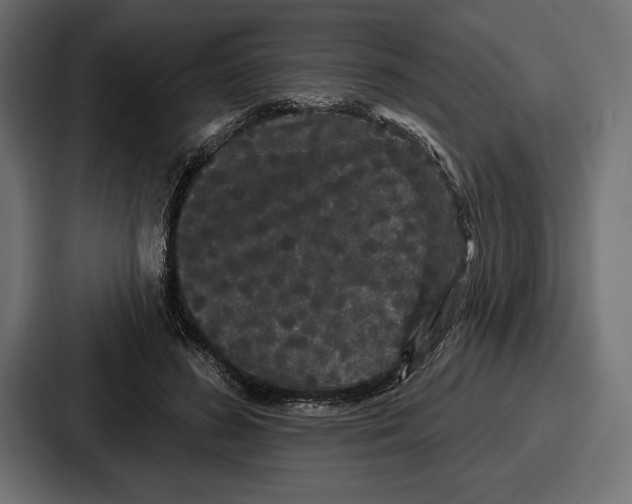 X0000086730596200705111616