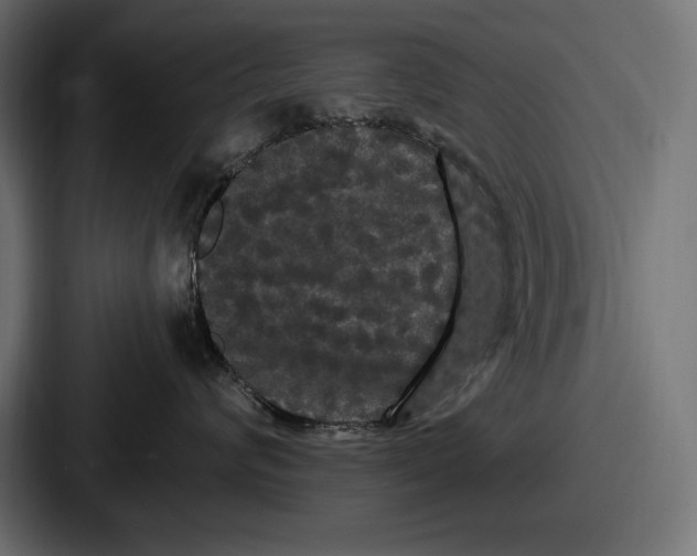 X0000086730624200705111616