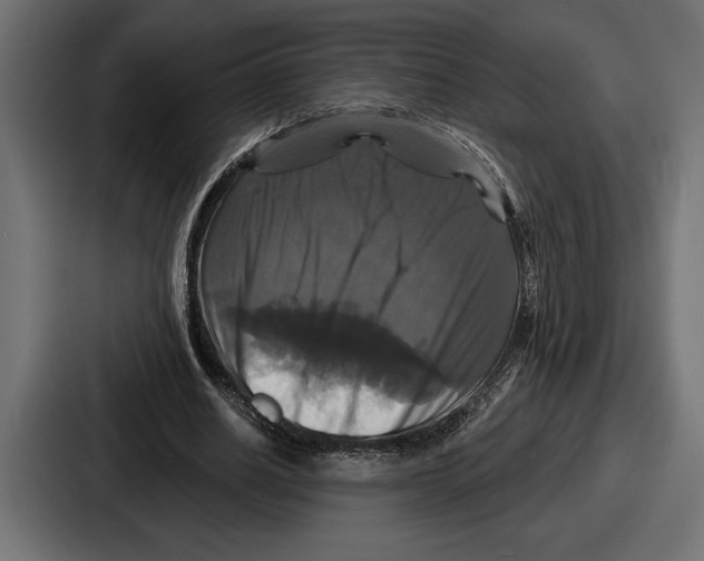 X0000086730630200705111615