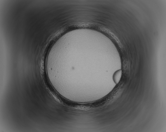 X0000086730633200705111615