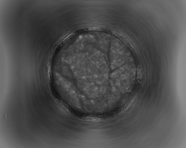 X0000086730648200705111616