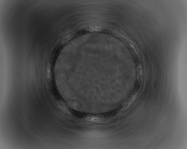 X0000086730655200705111616