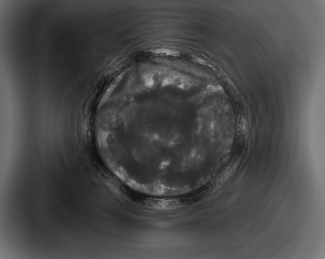 X0000086730663200705111616