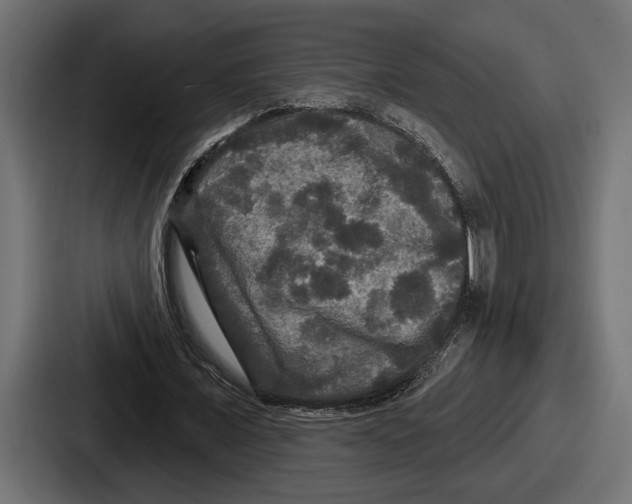 X0000086730675200705111615