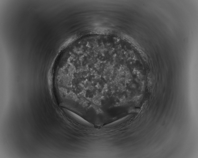 X0000086730679200705111615