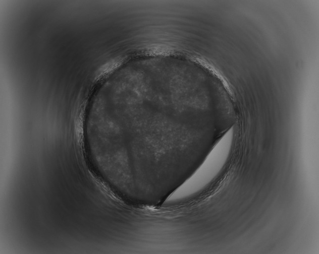 X0000086730681200705111615