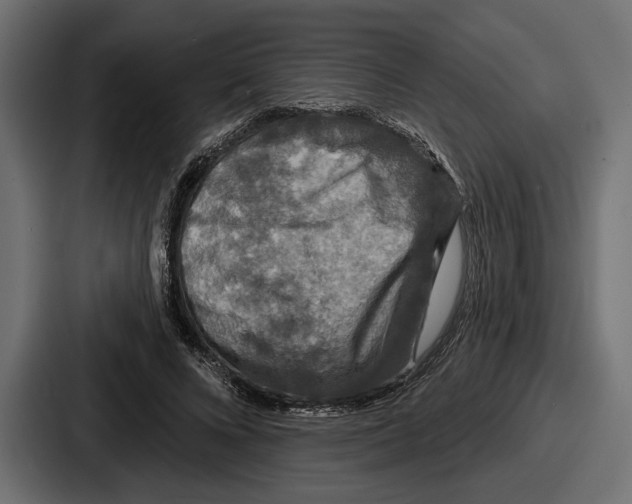 X0000086730688200705111615