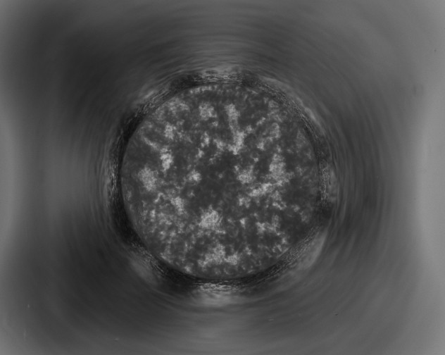 X0000086730699200705111615
