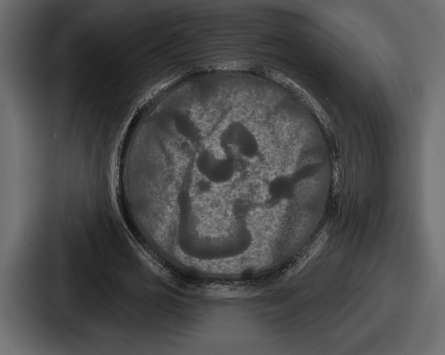 X0000086730725200705111614