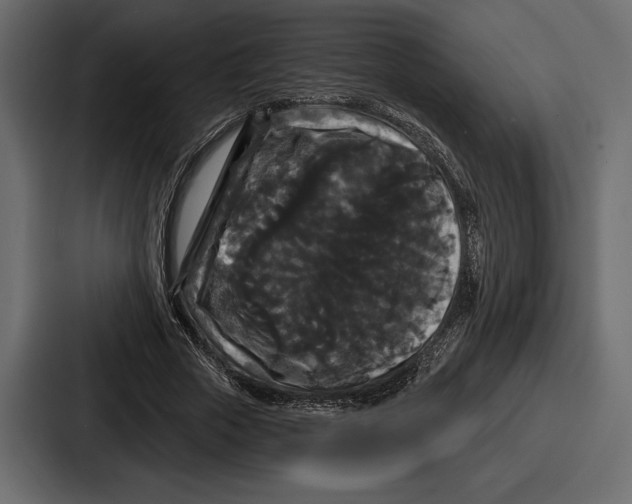 X0000086730729200705111614