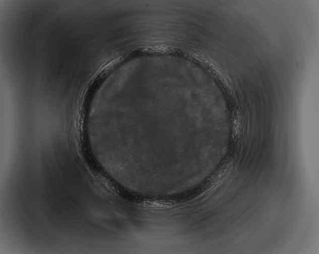 X0000086730739200705111614