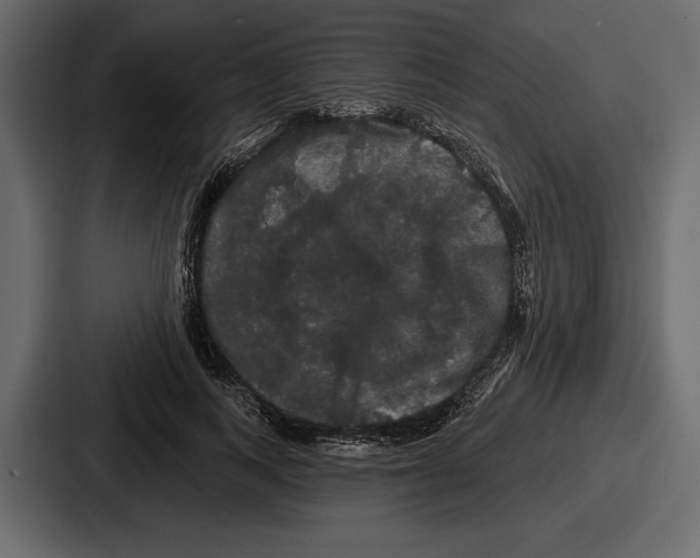 X0000086730743200705111614