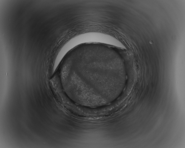 X0000086730750200705111614