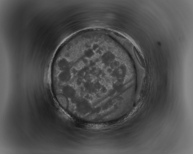 X0000086730791200705111614