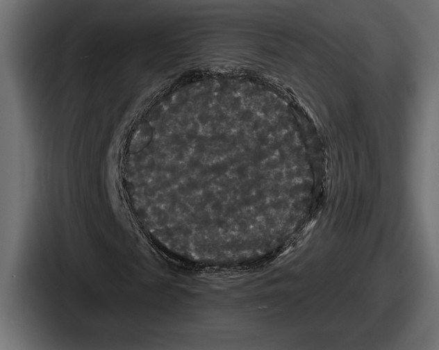 X0000086730817200705111613