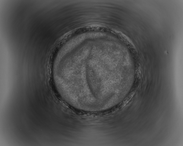 X0000086730821200705111613