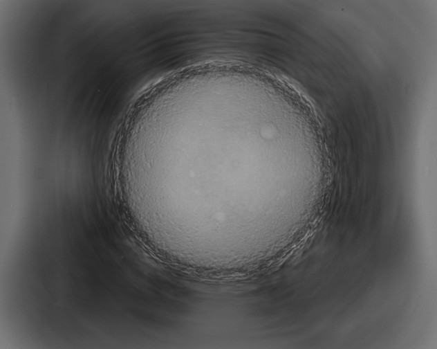 X0000086730824200705111613