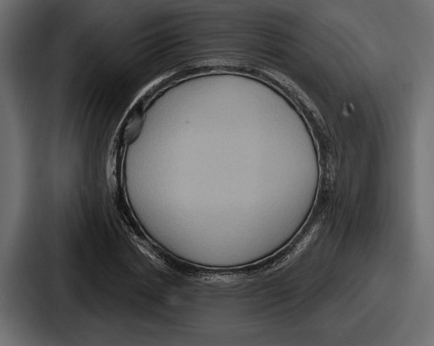 X0000086730830200705111613