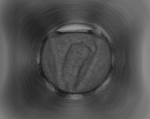 X0000086730833200705111613