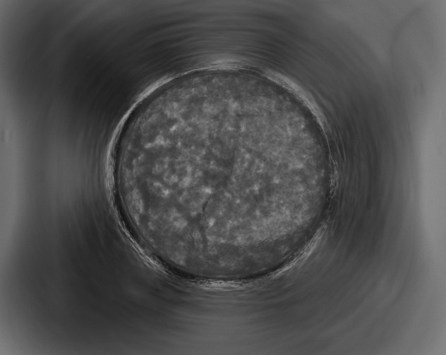 X0000086730835200705111613