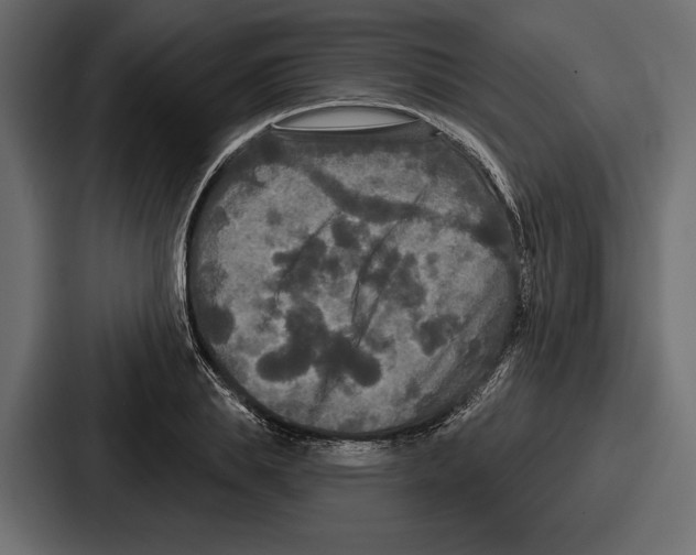 X0000086730839200705111613