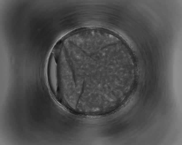 X0000086730840200705111613