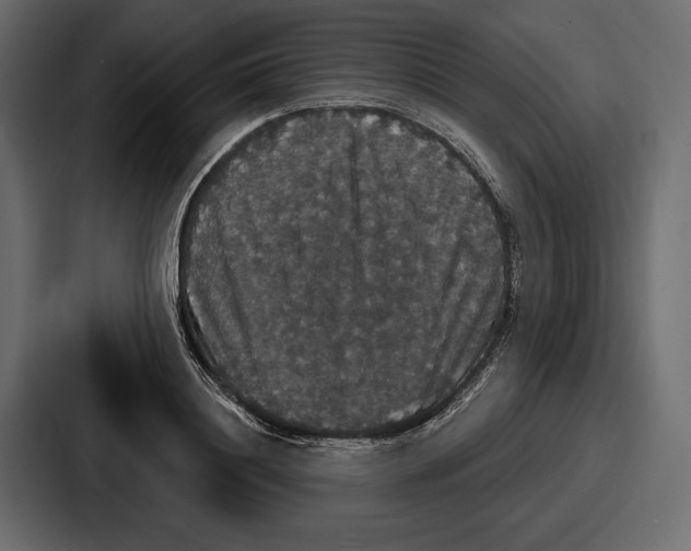 X0000086730844200705111613