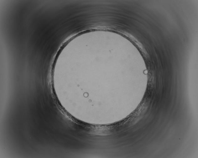 X0000086730848200705111613