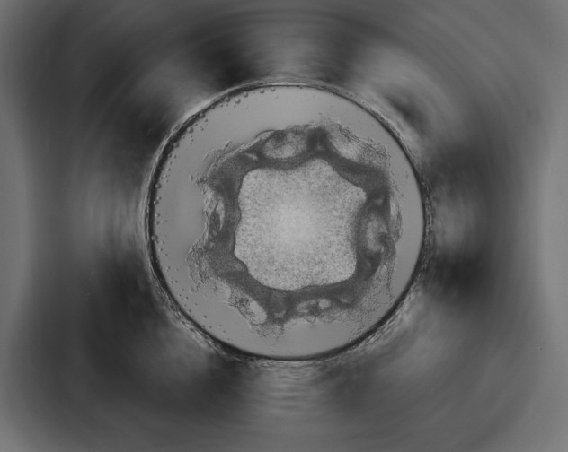 X0000086730856200705111613