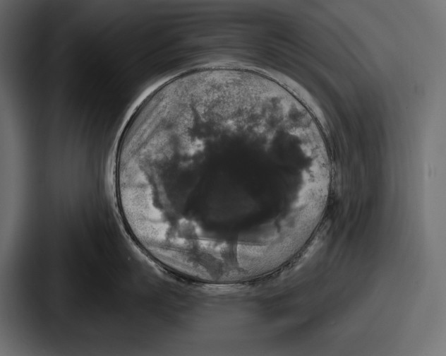 X0000086730863200705111613