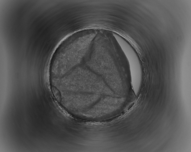X0000086730896200705111612
