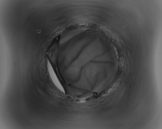 X0000086730916200705111612