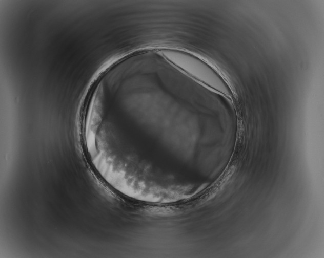 X0000086730998200705111611