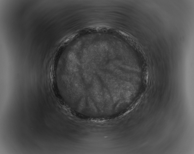 X0000086731014200705111610