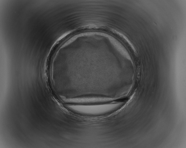 X0000086731018200705111610