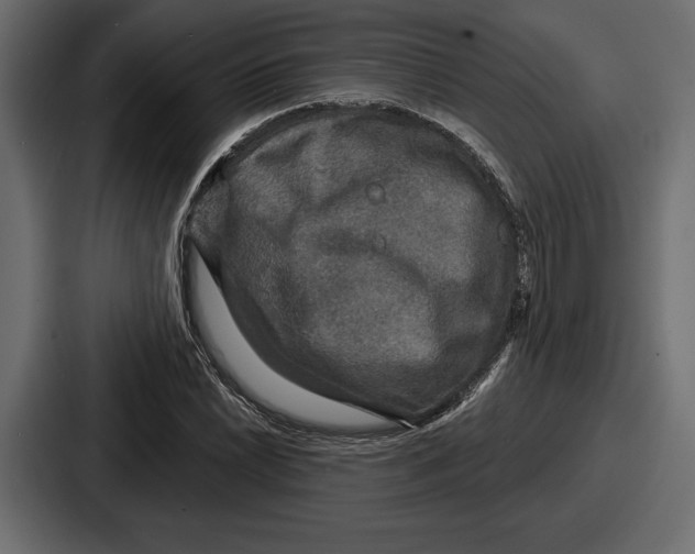 X0000086731022200705111610