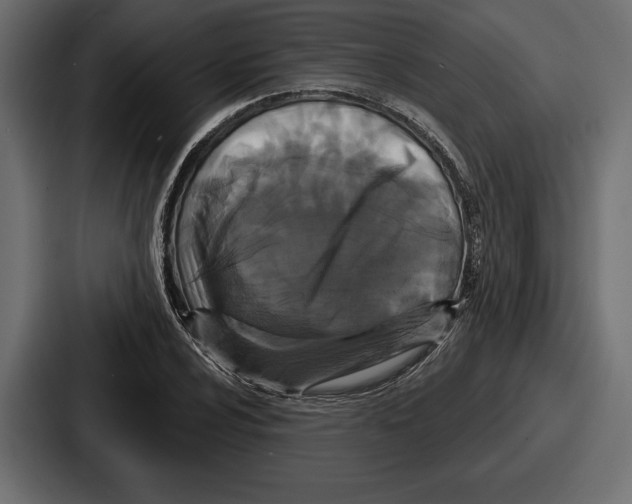 X0000086731024200705111610