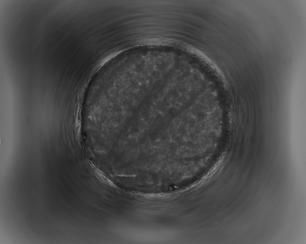 X0000086731025200705111610
