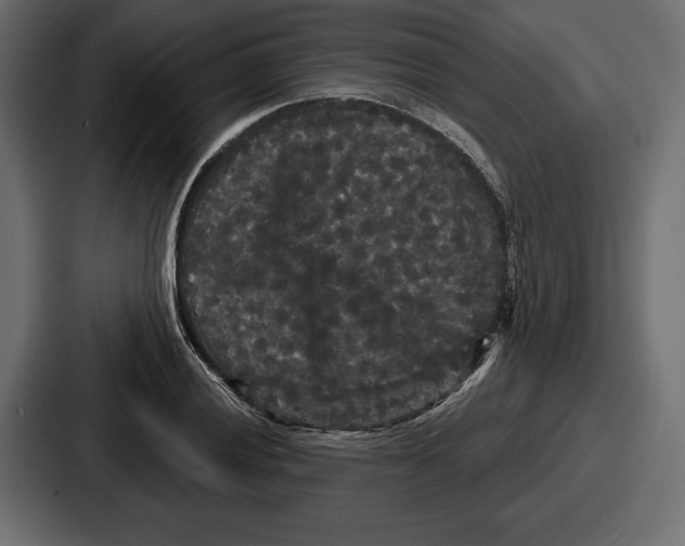 X0000086731028200705111611