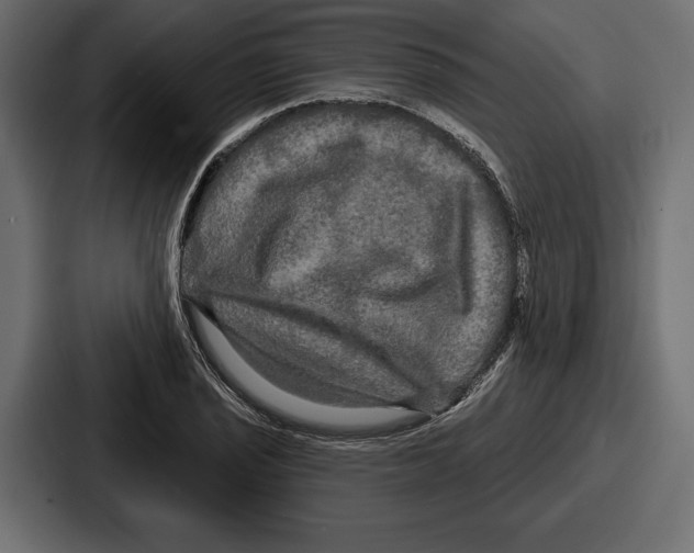 X0000086731029200705111611