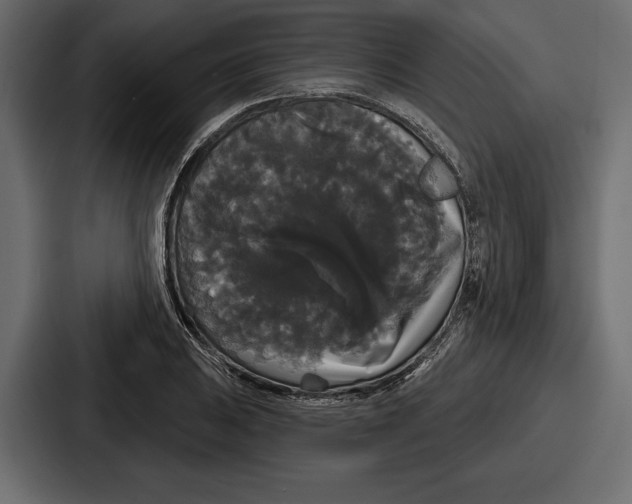 X0000086731031200705111611