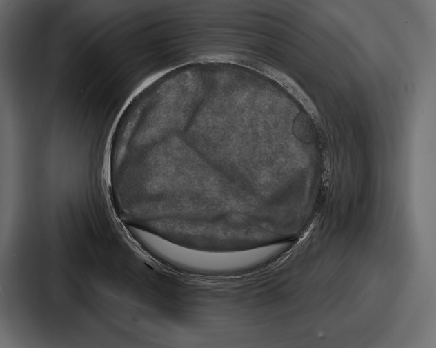 X0000086731036200705111611