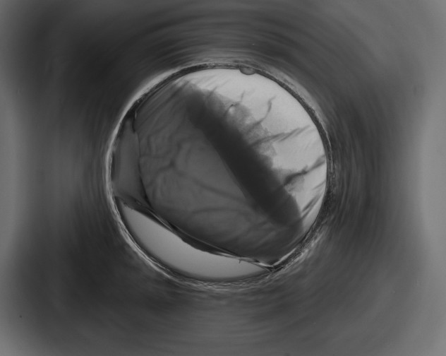 X0000086731045200705111611